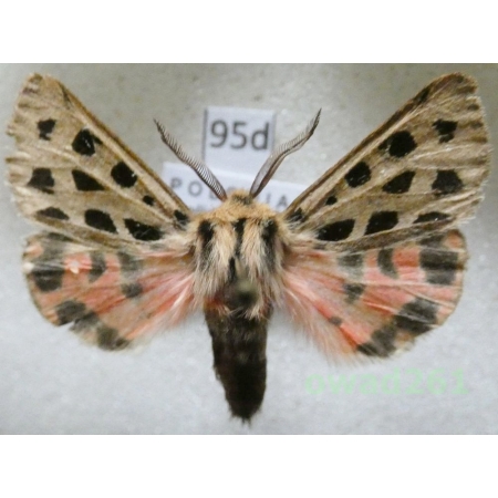 Chelis maculosa (Gerning, 1780) male Poland95d
